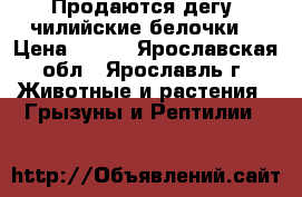 Продаются дегу (чилийские белочки) › Цена ­ 350 - Ярославская обл., Ярославль г. Животные и растения » Грызуны и Рептилии   